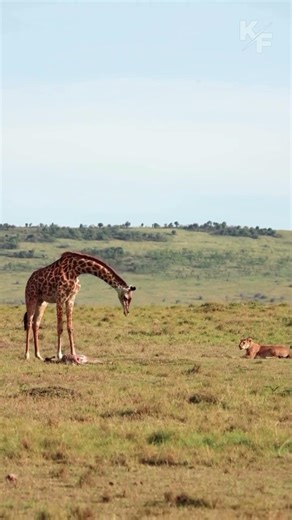 Mother Giraffe Fights Lioness After Calf Attack