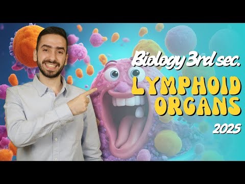 Lymphoid organs in humans - Biology 3rd secondary Egypt - Immunity in living organisms