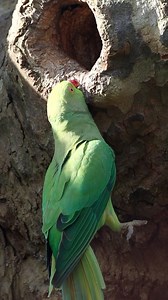 3.4K views · 189 reactions | Have you ever seen a parakeet doing this...