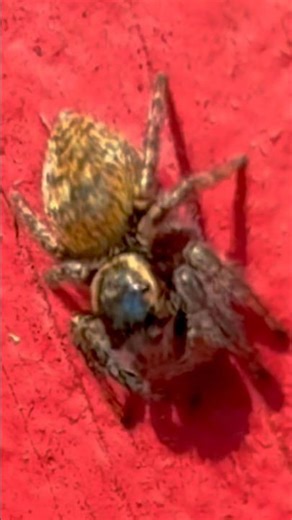 Wipfelspringer: Die kleine Springspinne aus den Baumkronen