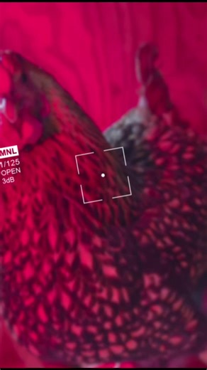 Meet Patsy 🖤 #chickens #chickensoftiktok