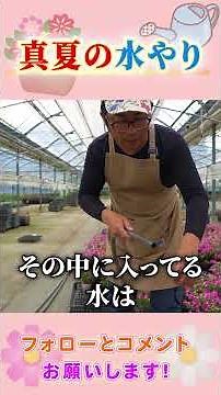 Don't Regret Your Midsummer Watering by Gardening Channel #Gardening #GardeningTips #Beginner