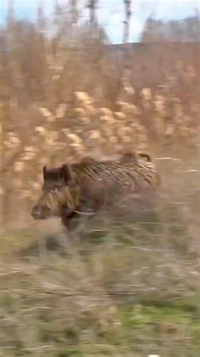 Giant Wild Boar Crossed My Path | Forest Hunt. #wildboar #hunting #wildlife #animals #hunters