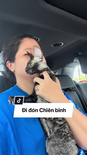 Hai Chiến Binh Mèo Nga Về Việt Nam - Mèo Conic & Cậu Vàng