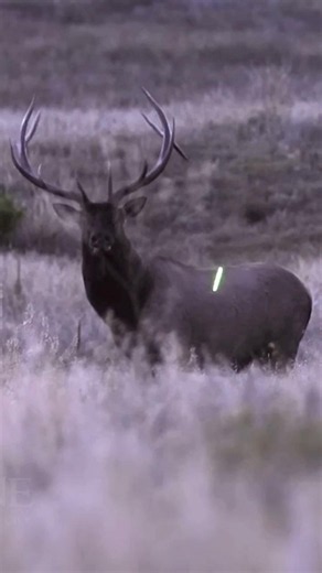 Bull Elk Hunting With A Bow And Arrow #elkhunting #bowhunting