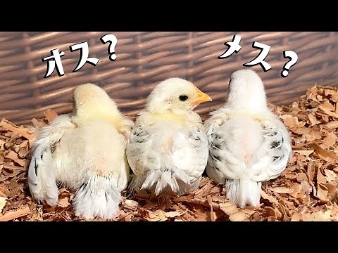 ひよこの性別どっち？オスとメスを見分ける！