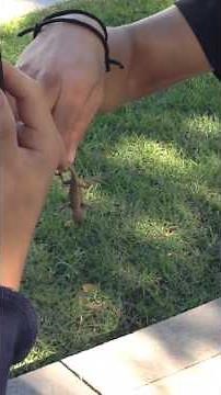 Guy eats a live lizard