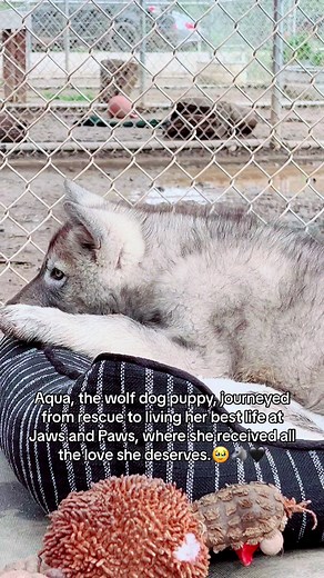 Aqua the Wolf Dog Puppy: A Rescue Story of Love