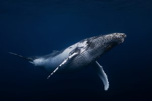 5 Wonderful Whales to Love