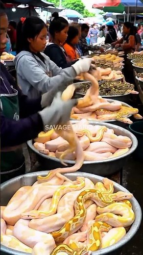 Busy Day at the Albino Python Market 🐍✨@mfajar88
