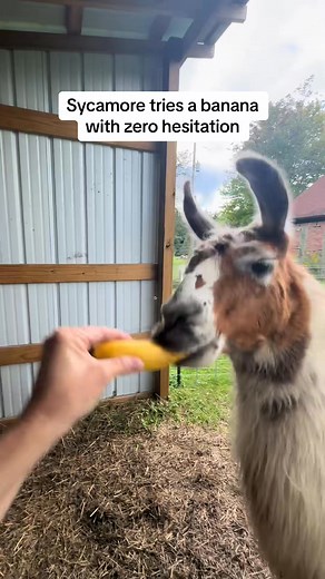 Llamas love bananas #llamaeating #llama #llamas #lama #lamas #banana ... #cutenessoverload #babyllama #goosethellama #cria #llama #babyanimal #animals #fyp | The Packing Llamas | Facebook