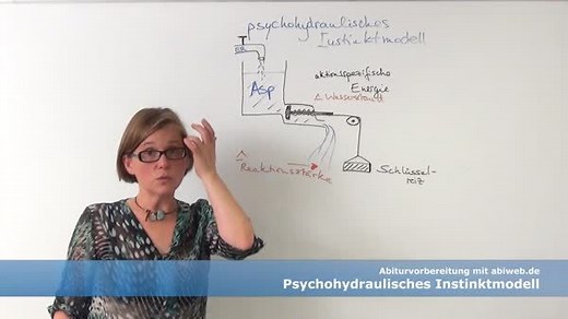 Aggressionstheorie - Verhalten