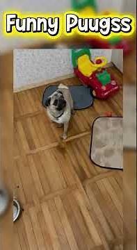 Funny Pug Compilation 🐶😂 Cute & Silly Moments That Will Make You Smile