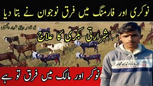 347K views · 10K reactions | How To Start Goat Farming In Pakistan | Goats Farming In Pakistan | Farming Pk #GoatFarming #BeetalGoats #FarmingPk | Open Farming 2.0 | Facebook