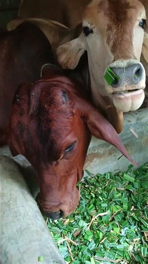 What to do when calves get diarrhea from eating grass...