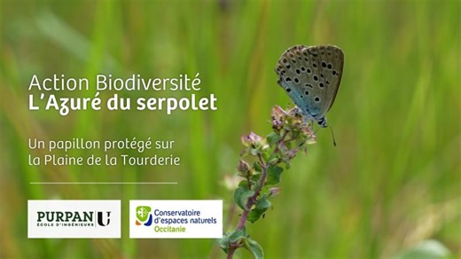 Action Biodiversité : L'Azuré du serpolet un papillon protégé sur la Plaine de la Tourderie | Ecole d'Ingénieurs de PURPAN