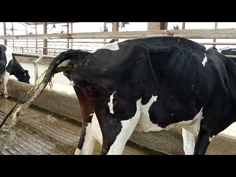 Watery diarrhea in dairy cows || Johnny's disease or Paratuberculosis || #theveterinarian