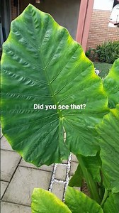 Did you see that? #shorts #dog