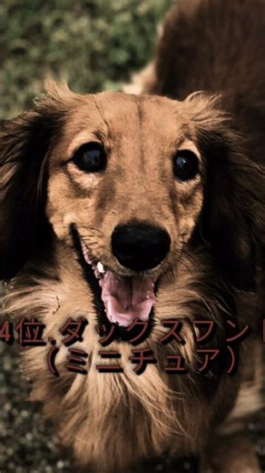 日本で飼われているのが多い犬ランキングトップ5間違えてたらすみません（これはAIの回答です） 遅れてすみませんでした。#犬#かわいい #ランキング #トップ5 #癒される