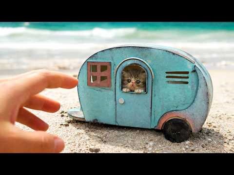 Origin Story about Smallest Rescued Kitten! Building new Amazing house for cat raised by mouse!