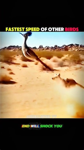 HERE IT IS | THE FASTEST BIRD ON THE PLANET!🚀🔥 #birds #fastestbirds #viral #shorts #trending