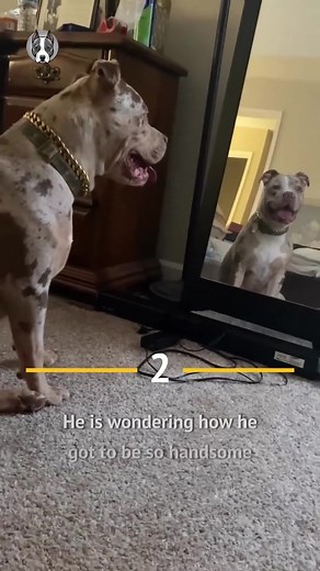 Tri-Color Merle Pitbulls: Fascinating Facts Revealed!