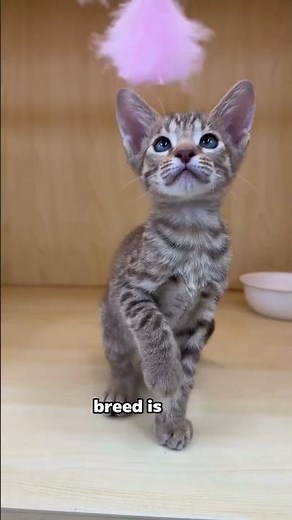 how much do these cat breeds cost in the us？🐱 #catbreeds #catprices #uscatmarket #cutecatsong