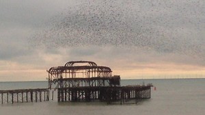 2.9K views · 79 reactions | Chichester Observer series sports editor Steve Bone took this video of a huge flock of birds putting on a show above Brighton's old West Pier on Saturday afternoon. Anyone seen similar lately? | Chichester Observer | Facebook