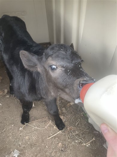 Calf | Cattle | KSL Classifieds