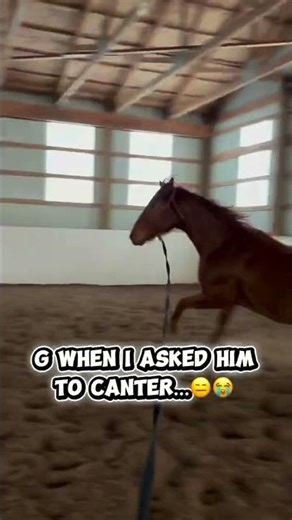 Lunging Horses After Time Off #equestrian #horse #lunging