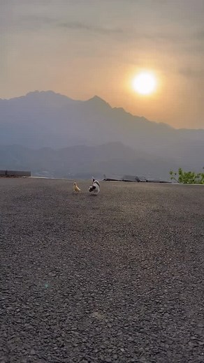 A playful dog cuddles with a duckling. 😍😍😂🐶 #dog #cute #puppy #duck | Sweet Pets Oasis
