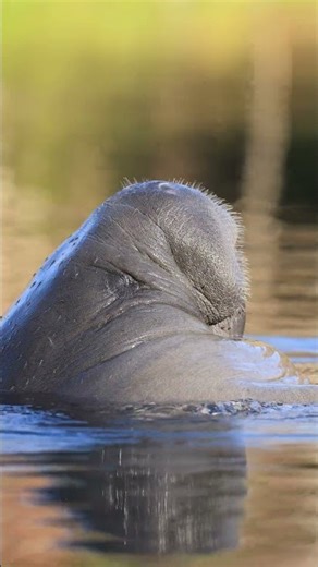 Manatee cuteness