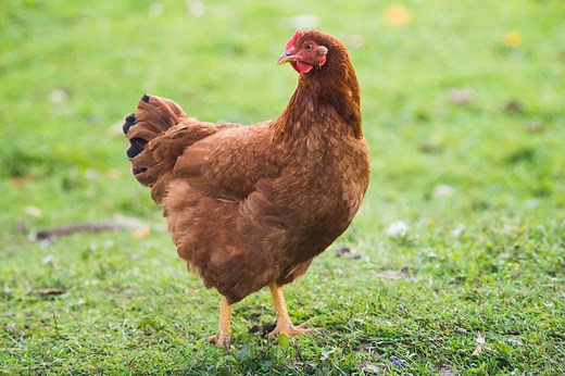 Rhode Island Red Chicken Lifespan: How Long Do Rhode Island Red Chickens Live?