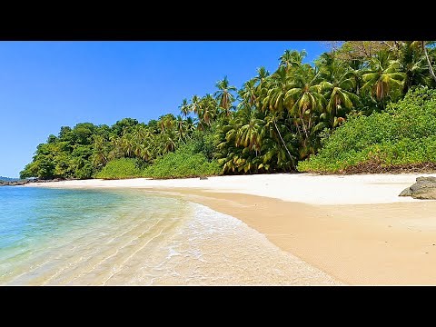 Real Life Tropical Screensaver