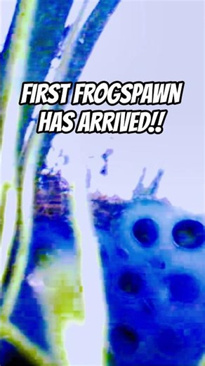 First Frogspawn Has Arrived!! #frogs #shorts