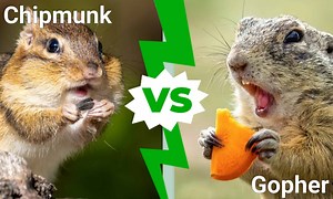Chipmunk vs. Gopher: How are They Different?