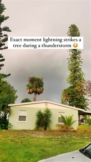Lightning Strikes Tree Caught on Camera