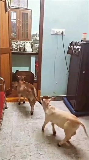 Meeting the WORLD'S TINIEST COWS