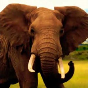 Elephant Groan 🐘 🔊