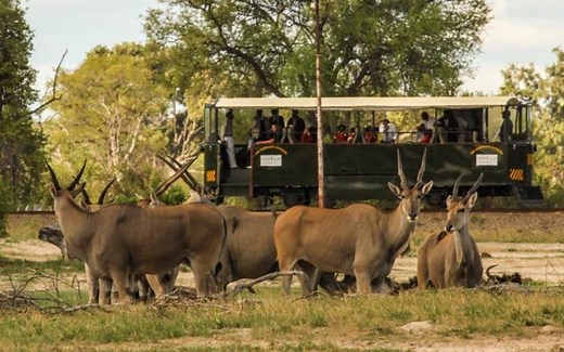 The Elephant Express - Classic Rail Transfer in Hwange National Park