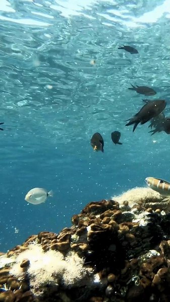 Beautiful Fish in 4K | Stunning Underwater Moments