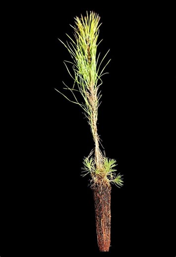 40 Slash Pine Tree Seedling Plugs-16 Inches Tall/fast Growing/easy to Plant - Etsy