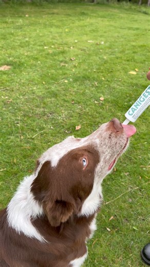 Loose stools? Upset stomach? CANIGEST helps soothe digestive issues naturally | TRM Pet Nutrition