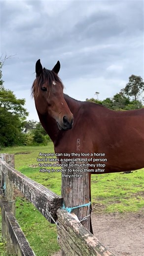 The Heart of Equestrianism: Retired Horses and Love