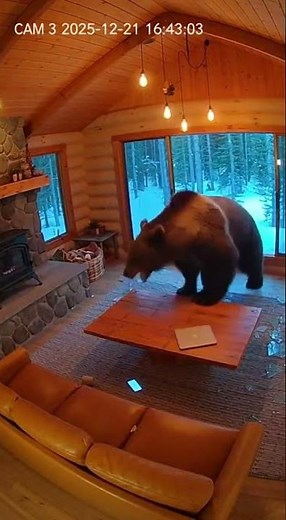 グリズリーベアがガラス扉を突き破る恐怖の瞬間【防犯カメラ映像】#クマ #熊襲来 #巨大グマ #恐怖映像
