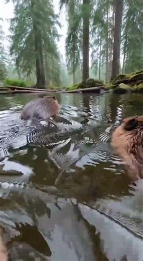 Beaver Family Journey 4K POV Nature Immersion