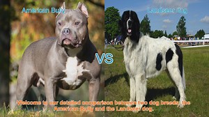 American Bully vs. Landseer Dog: A Comprehensive Breed Comparison