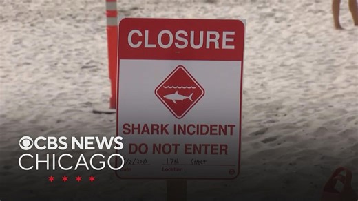 Shark attacks up sharply in 2025