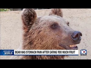 Bear in Turkey goes viral on social media after eating too much fruit
