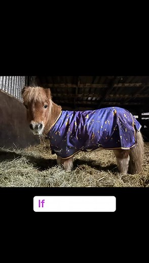 Who loves Muffins new rug? 😍 | Moor Farm Stables